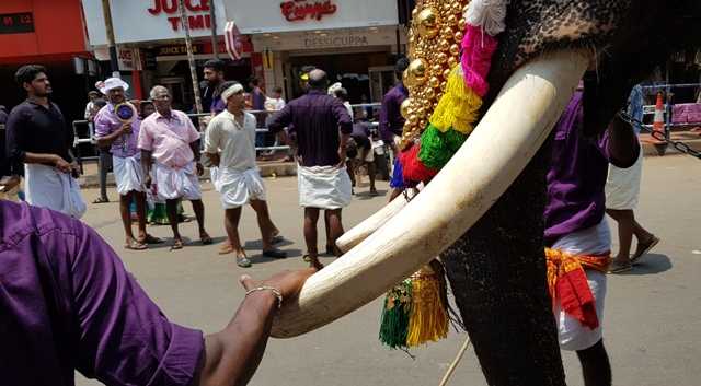Thrissur Pooram And Jumbo Love | Wanderink