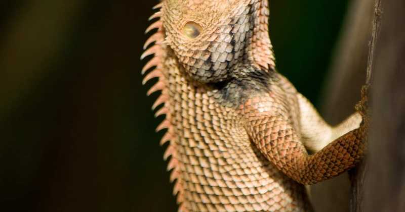 Through My Lens-Mini Dragon