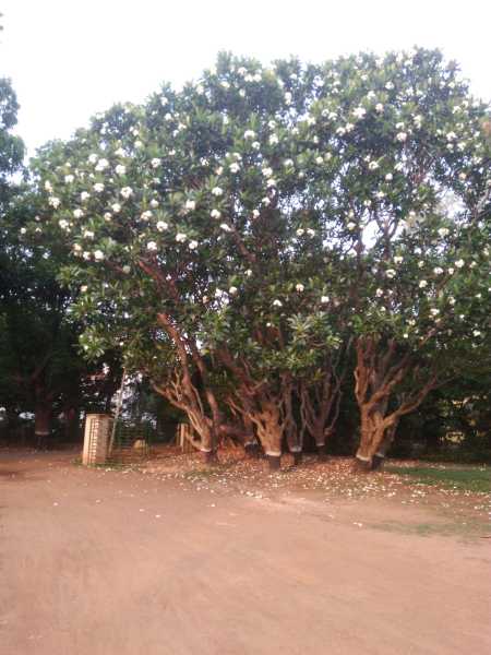 Thursday Tree Love - Shantiniketan #20daychallenge