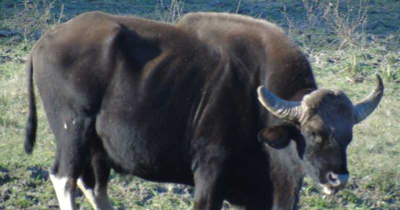 Tiger Conservation: Cattle Conundrum 