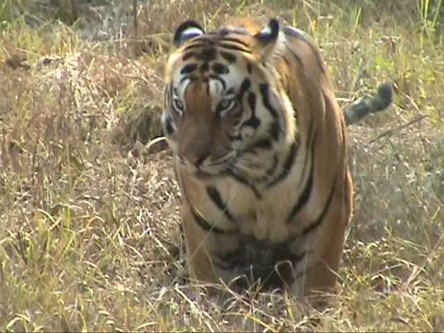Tiger Conservation: It Is Development That Counts