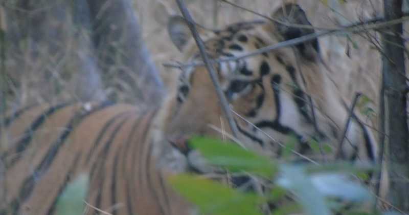 Tiger Conservation : Space Constraint 