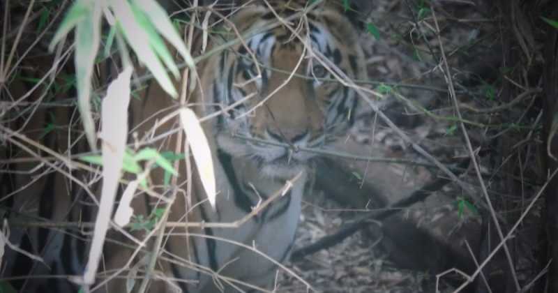 Tiger Conservation: The Assault Continues 