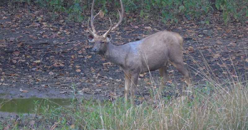 Tiger Conservation The Human Conundrum 