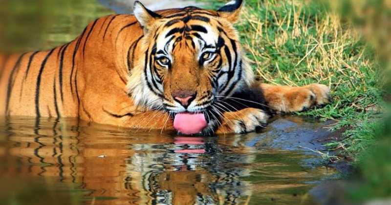 Tiger Conservation - Water Woes - Community Initiative 