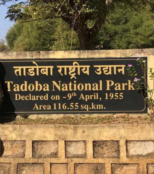 Tiger Trail - Tadoba National Park
