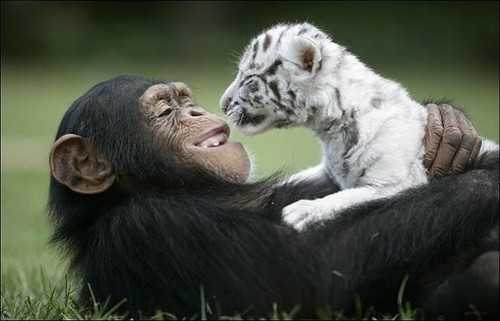 Tiger Cubs Adopted By Chimpanzee  !!