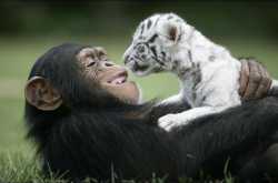 Tiger cubs adopted by Chimpanzee  !!