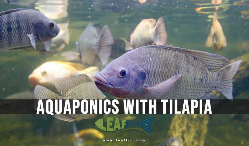 Tilapia Aquaponics: Guide To Growing The Most Popular Aquaponics Fish