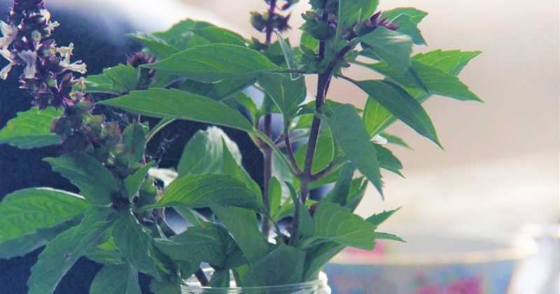 Tips To Make A Green Bouquet