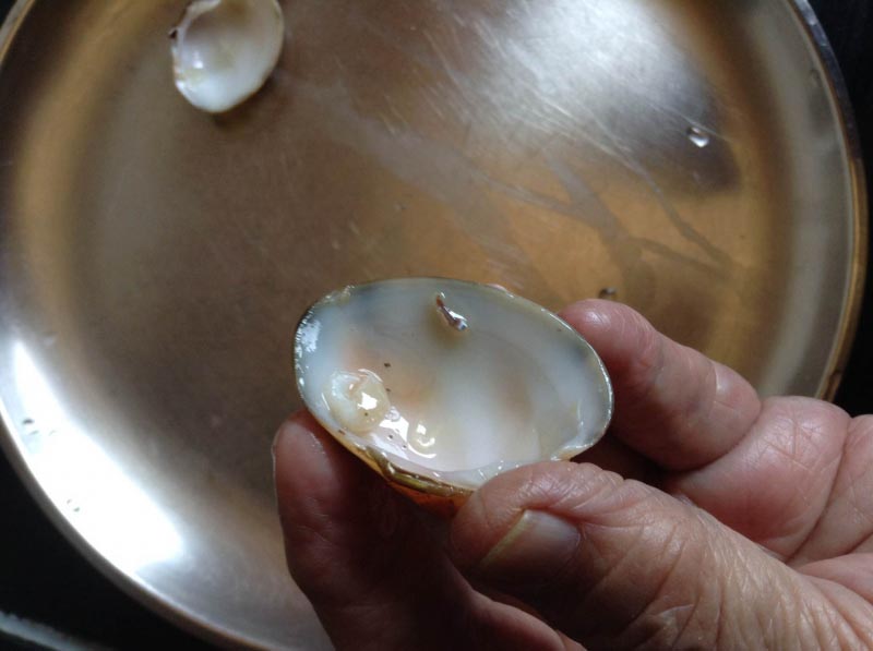 Tisrya (Clams) Masala