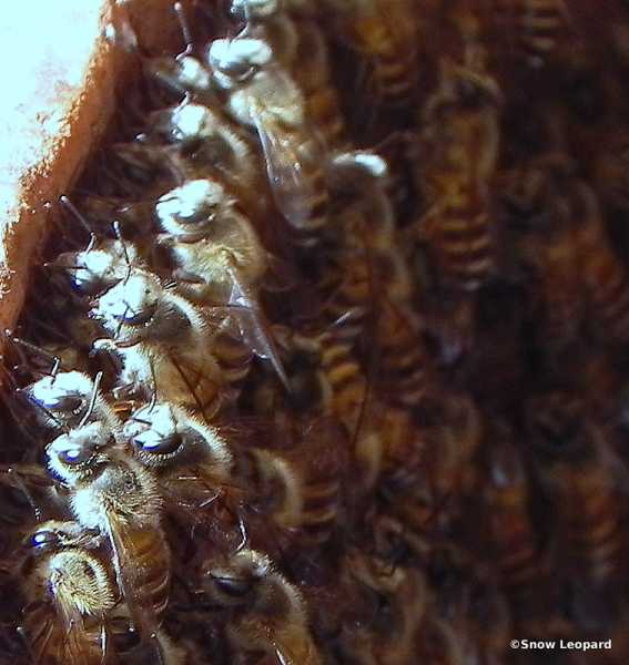 To Bee Or Not To Bee