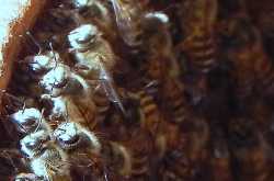 To Bee or Not To Bee