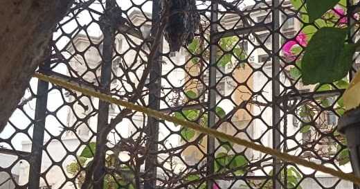 To ‘Bee’ Or Not To ‘Bee’!