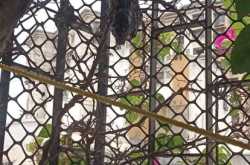 to ‘bee’ or not to ‘bee’!