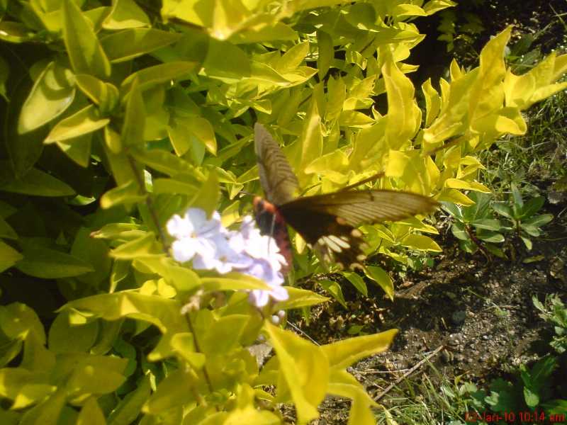 To Analyze The Charms Of Flowers