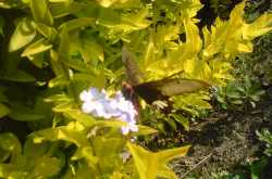 To analyze the charms of flowers