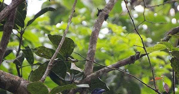 To The Land Of Hornbills--II