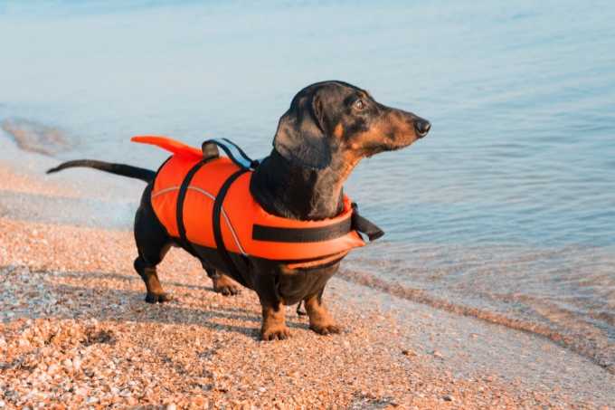 Top 10 Best Life Jackets For Dogs - ( 2019 Reviews & Measurement Guide)