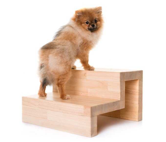 Top 10 Best Pet Stairs For Small Dog Breeds (2019) Guide & Reviews