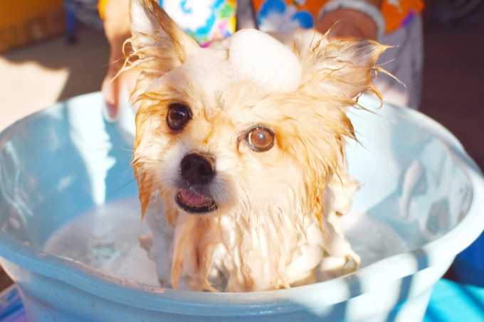 Top 10 Best Puppy Shampoos You Need To Try Out To Your Pups! (2019 Review)