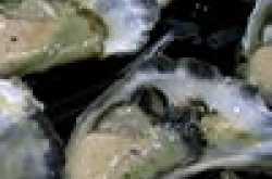 Top 10 Foods Highest in Zinc