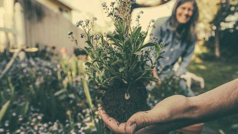 Top 10 Herbs Used In Ayurvedic Medicine For Weight Loss