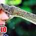 Top 10 Most Venomous Snakes In The World ( Hindi )