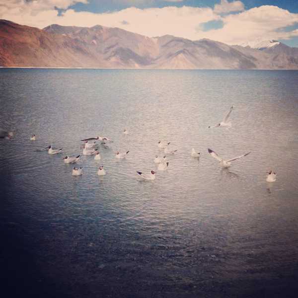 Top 10 Things To Do At Leh-Ladakh