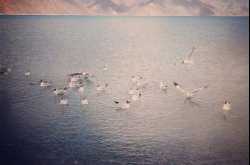 Top 10 Things to Do at Leh-Ladakh