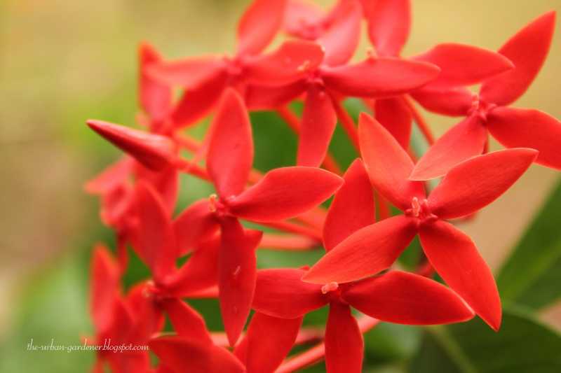 Top 10 Blogposts : Memories Of Garden Days Past