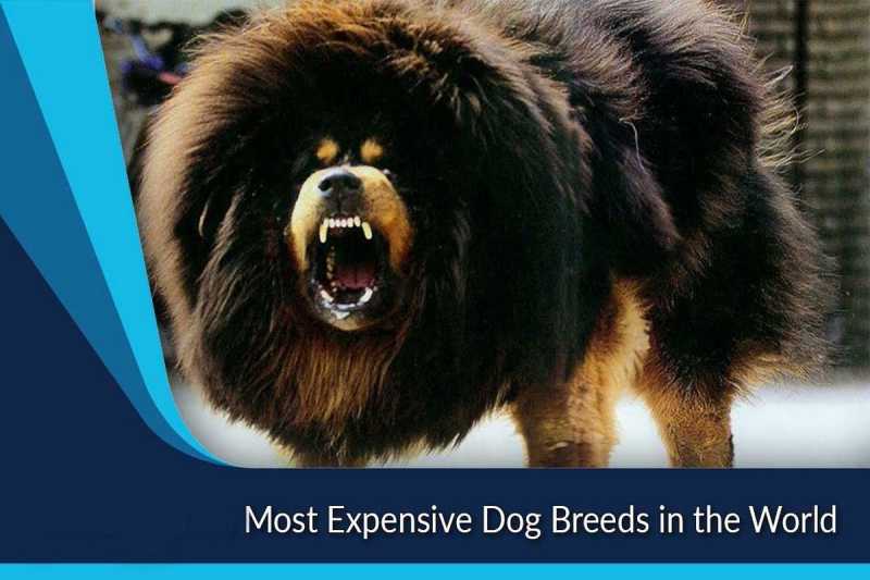 Top 16 Most Expensive Dog Breeds In The World | Marketing91