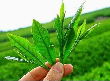 Top 5 Benefits Of Green Tea In Daily Life