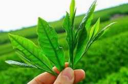 Top 5 Benefits of Green Tea in Daily life