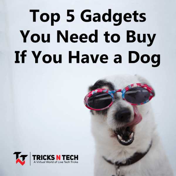Top 5 Gadgets You Need To Buy If You Have A Dog - Tricks N Tech