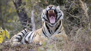 Top Amazing Destinations Of India-Land Of The White Tiger, Rewa