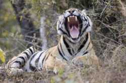 Top Amazing Destinations of India-Land of the White Tiger, Rewa