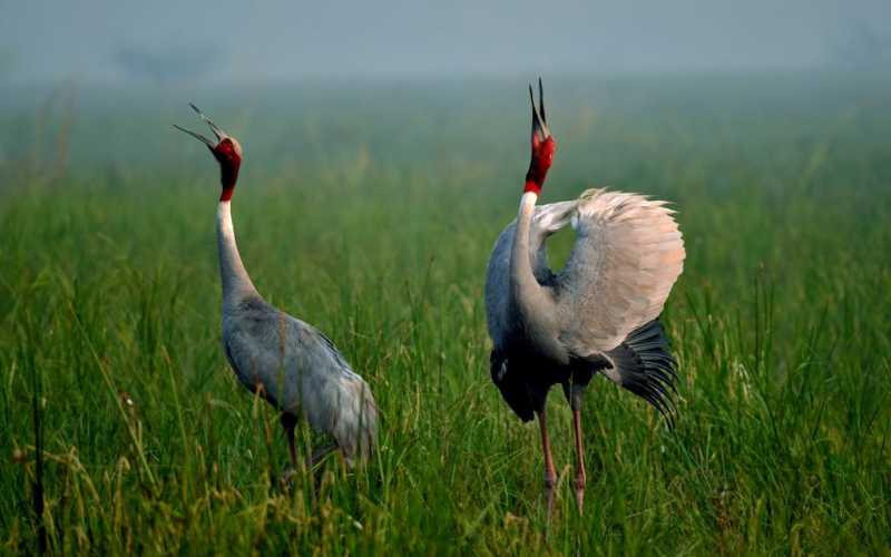 Top Things To Do In Bharatpur Of Rajasthan - Nomadic Foot