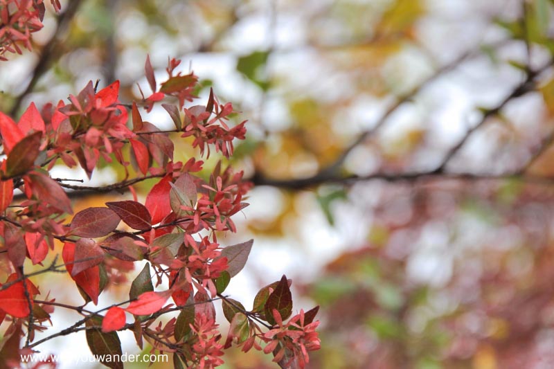 Top Things To See/Do In Bowral | Why You Wander