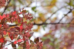 Top Things To See/Do in Bowral | Why You Wander