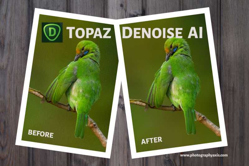 Topaz DeNoise AI Review- Is It Effective? - PhotographyAxis