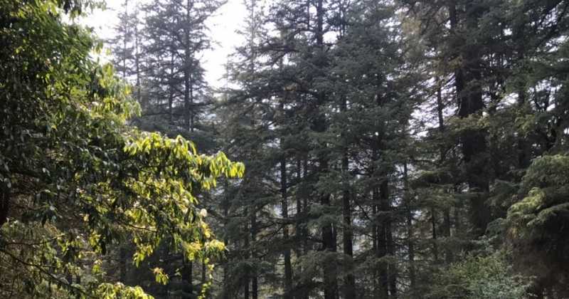 Towards The Tirthan Valley- A Wondrous Getaway!