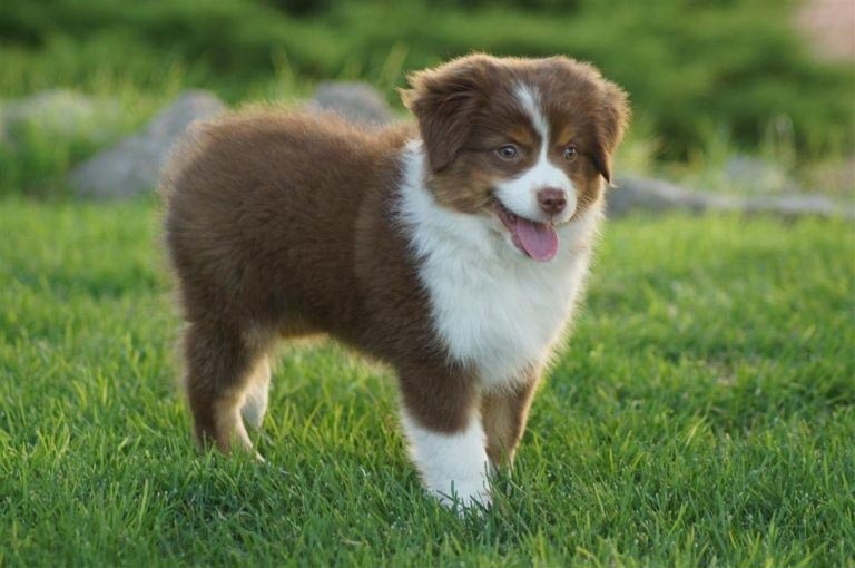 Toy Australian Shepherd: A Sweet Dog That You Will Love!
