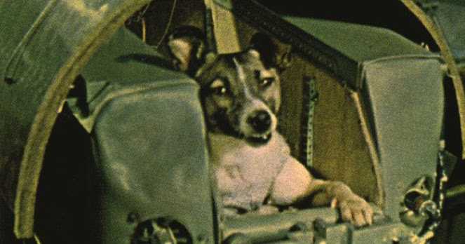 Tragic Real Story Of Laika- First Dog In Space