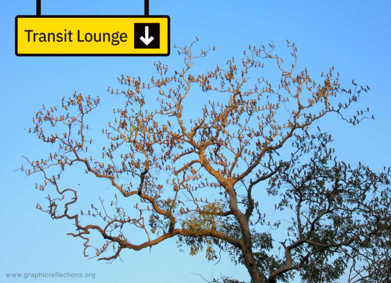 Transit Lounge For Rosy Starlings: A Creative Artwork - Graphic Reflections