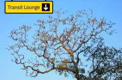 Transit Lounge for Rosy Starlings: A Creative Artwork - Graphic Reflections