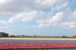 Travel Diary: In search of Tulips and Bollywood (Silsila) in Holland