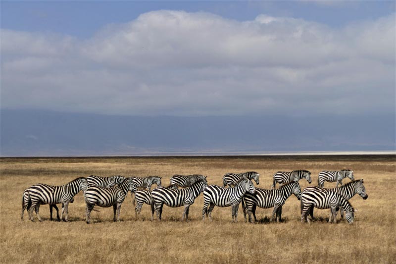 Travel Guide To Ngorongoro Crater In Tanzania · Corners Of The World