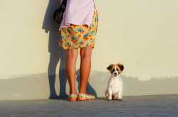 Travelling with Pets in India? Read on to know how. - Hey Beautiful!