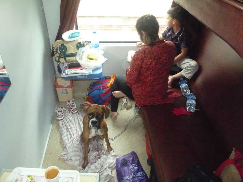 Travelling With A Dog By Train